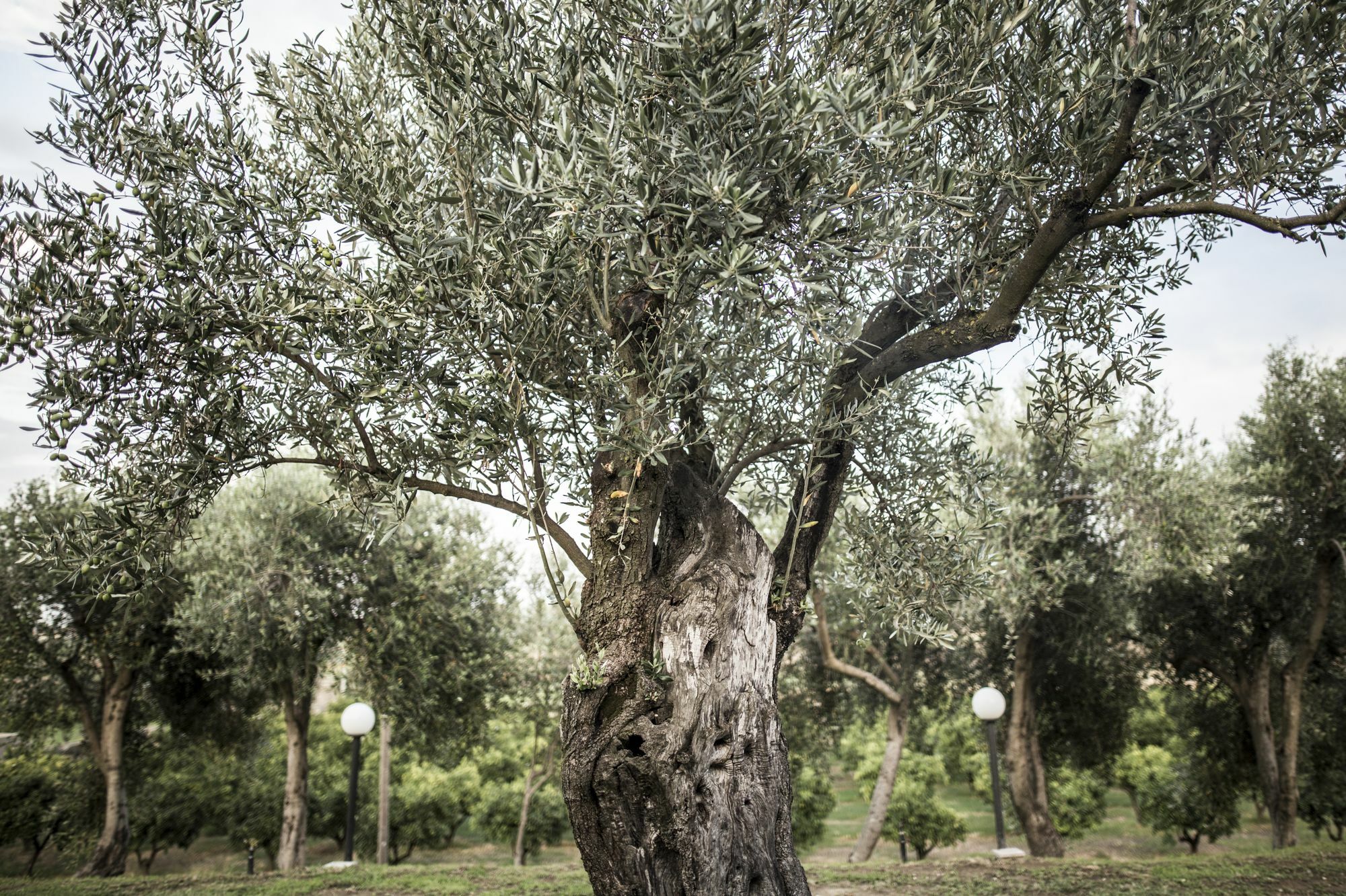 Agriturismo Il Giriatello Crotone Buitenkant foto